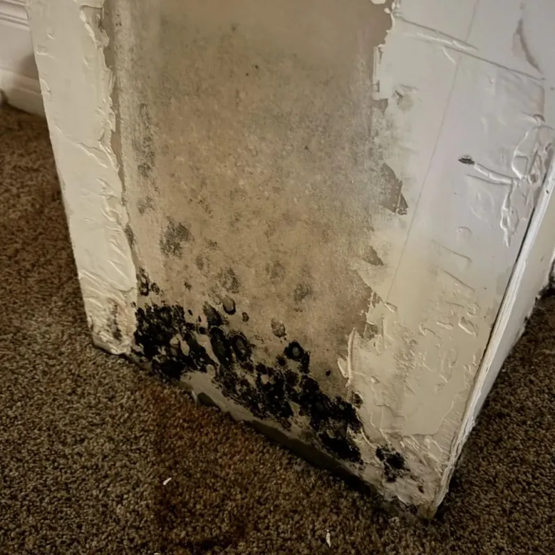 Professional Mold Removal in Ohio County, WV